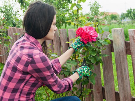 Expert pruning by Brisbane City gardeners