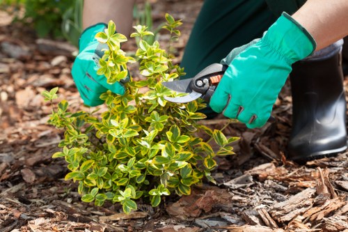 Denistone gardener planting native flowers in a residential garden