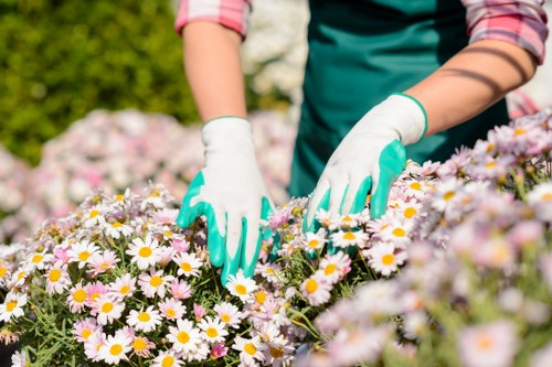 Experienced gardeners tending to plants in The Rocks