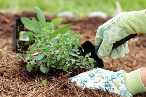 Professional gardener working on a landscaped garden in Kingsgrove