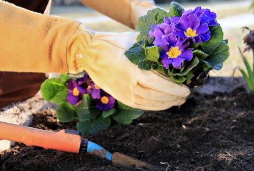 Seasonal flowers blooming in a Turramurra garden