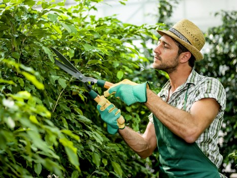 Tree trimming service performed by a gardener in Lalor