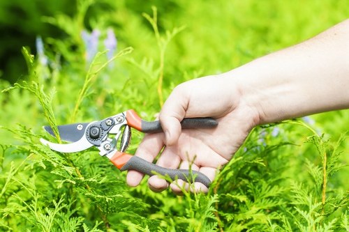 Healthy trees after professional lopping